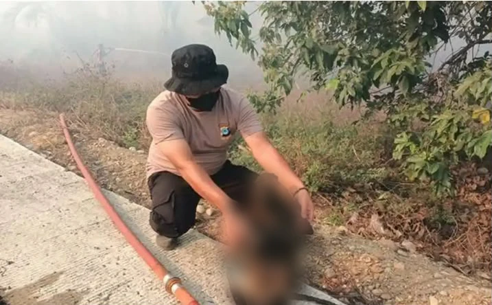 Sebanyak 12 Bekantan Tewas Terpanggang Karhutla Kalsel