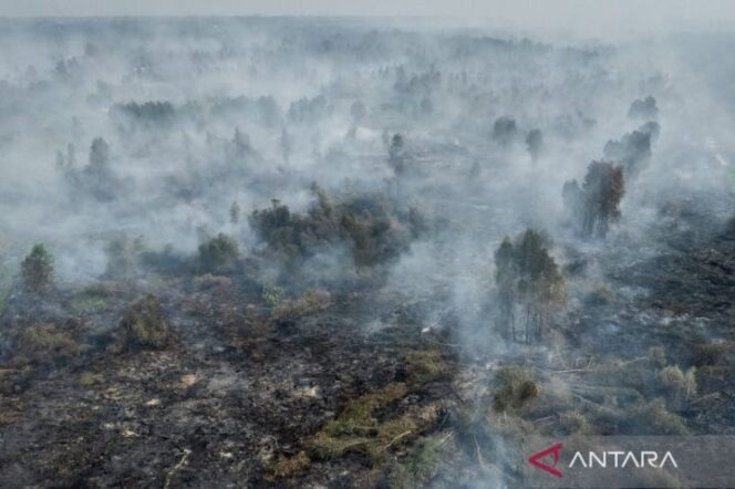 
 Karhutla di Kalimantan. (antara)